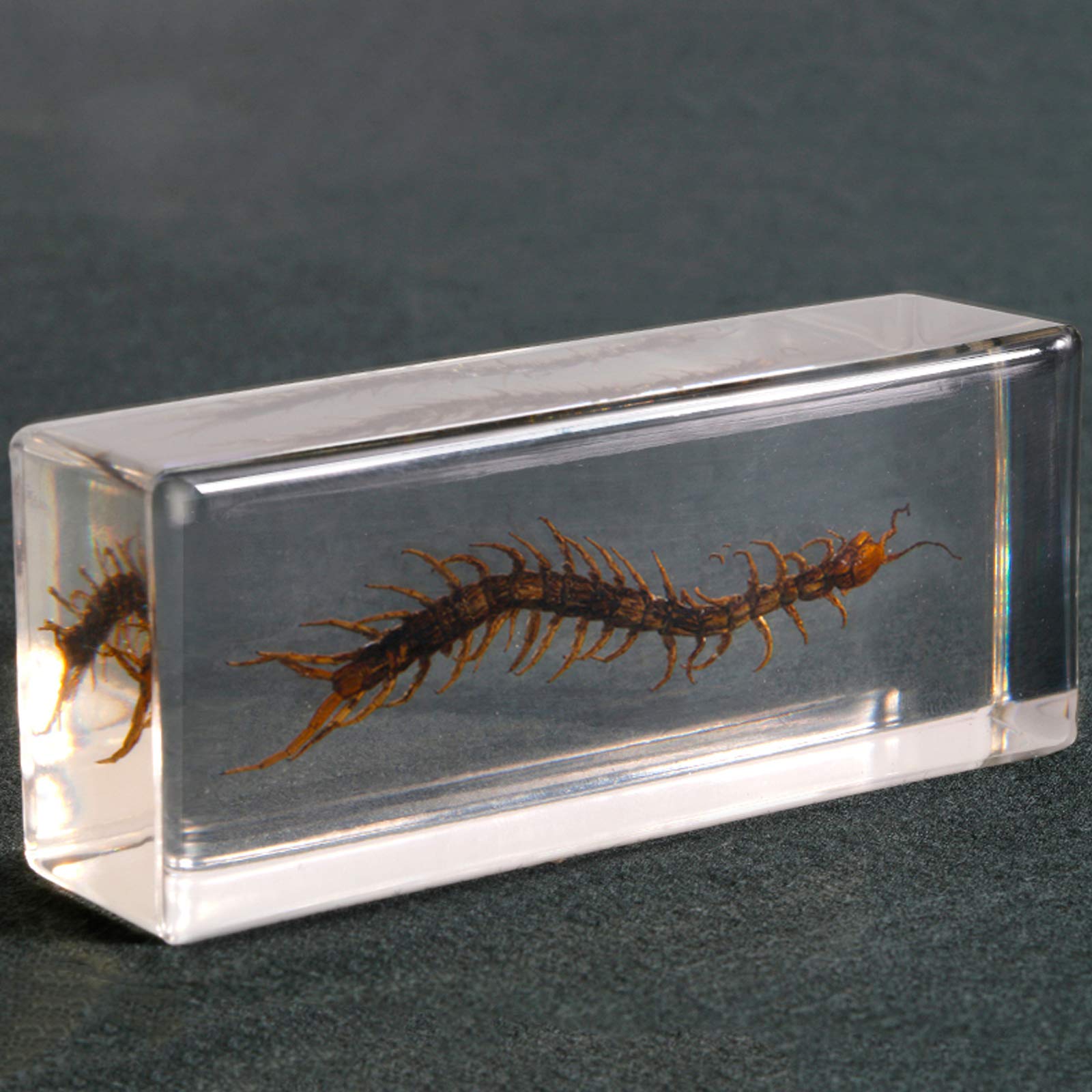 展翅テープ 志賀昆虫 3号 約104本 有頭シガ昆虫針 昆虫 標本用品 セット - 標本用品