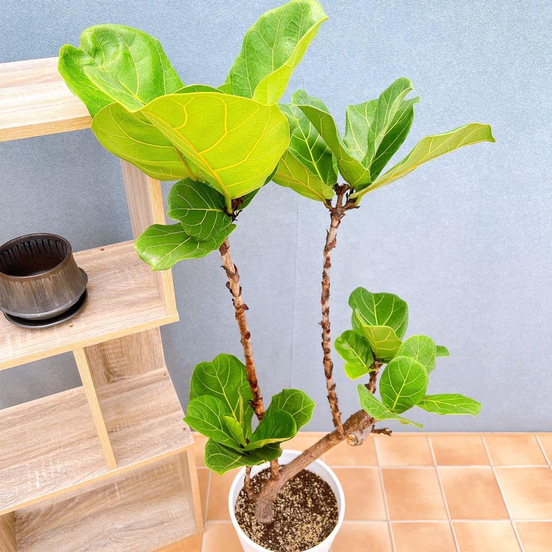 ビカクシダ ルイス Narrow leaf PUP ビカクシダ 値段 ビカクシダ ルイス Narrow leaf PUP ビカクシダ 値段