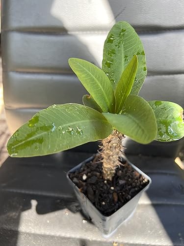 Planta viva, Euphorbia Milli, planta de corona de espinas, corona de Cristo planta (Paya Mangkorn)