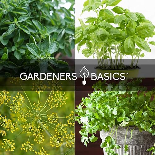 Miniatura 4 de 5200 Semillas de 15 variedades tradicionales no transgénicas, interior, hidropónicas, aire libre: albahaca, hierba gatera, cebollino, cilantro