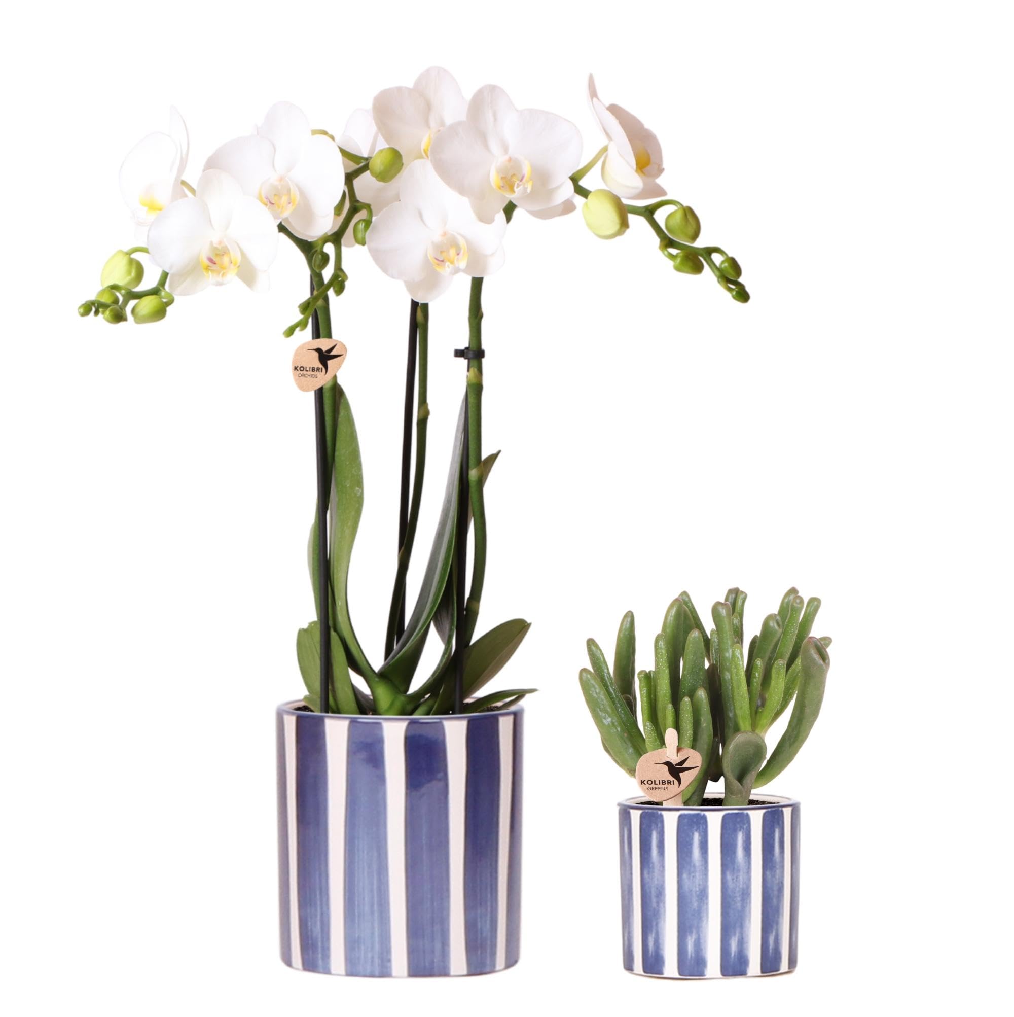 Plante d'intérieur fleurie Phalaenopsis pour décorer un salon lumineux