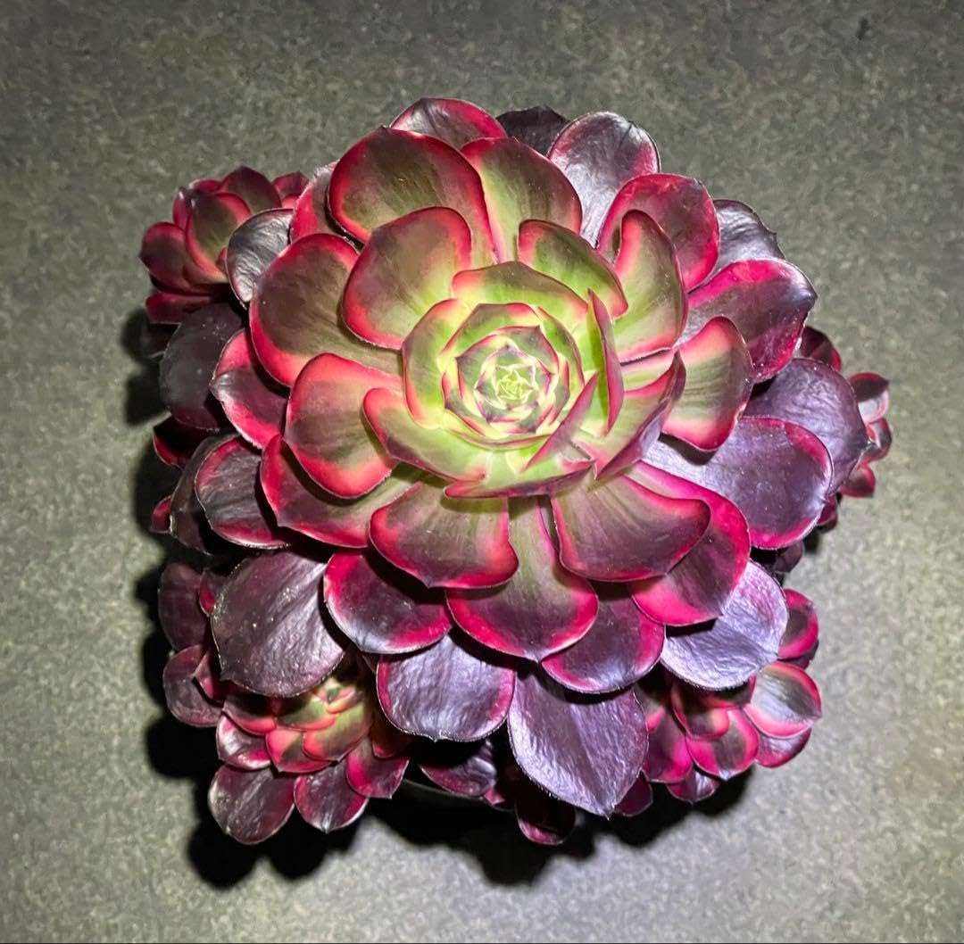 Amazon.co.jp: 多肉植物 アエオニウム Vodoo錦 紅魔女 法師錦 抜き苗