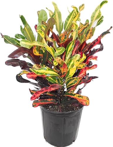 American Plant Exchange Live Mammy Croton Plant, maceta para decoración del hogar y jardín, maceta de 10 pulgadas