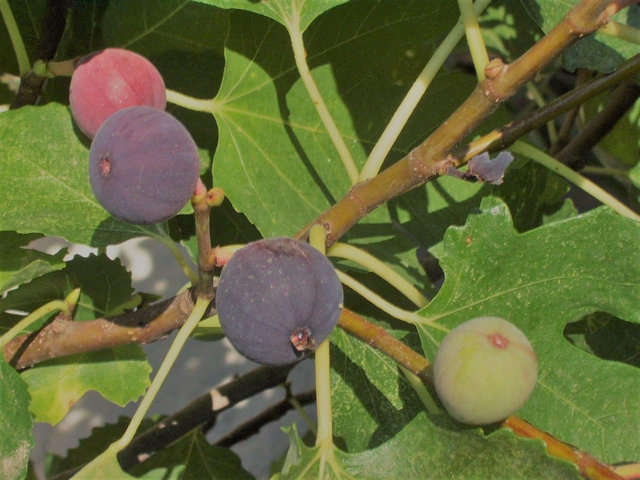 Violette de Bordeaux Fig Tree Bare Root Patio, Lawn