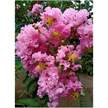 Oya A ac  Pembe Renk 1 Adet Saks l /T pl  30-600Cm D  Mekan Bitkisi