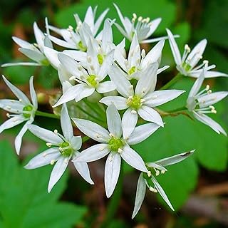CHUXAY GARDEN 100 Seeds Allium Ursinum,Wild Garlic,Ramsons,Cowleekes,Cows's Leek,Buckrams, Broad-leaved Garlic, Wood Garli...