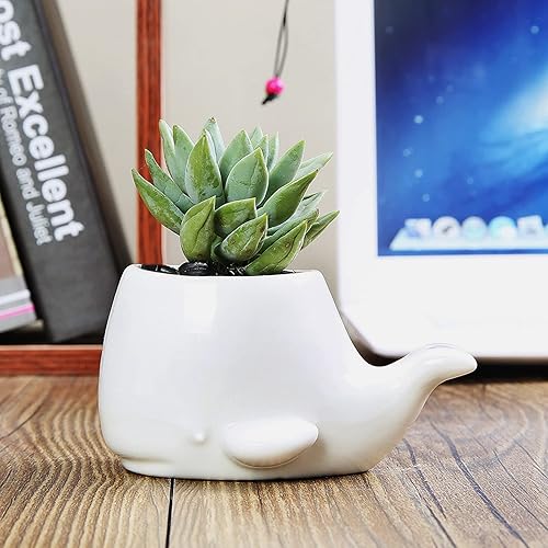 Miniatura 3 de GeLive Juego de 2 macetas de cerámica blanca de ballena para suculentas, maceta de aire, caja de ventana, contenedor decorativo, 4 pulgadas, uso en