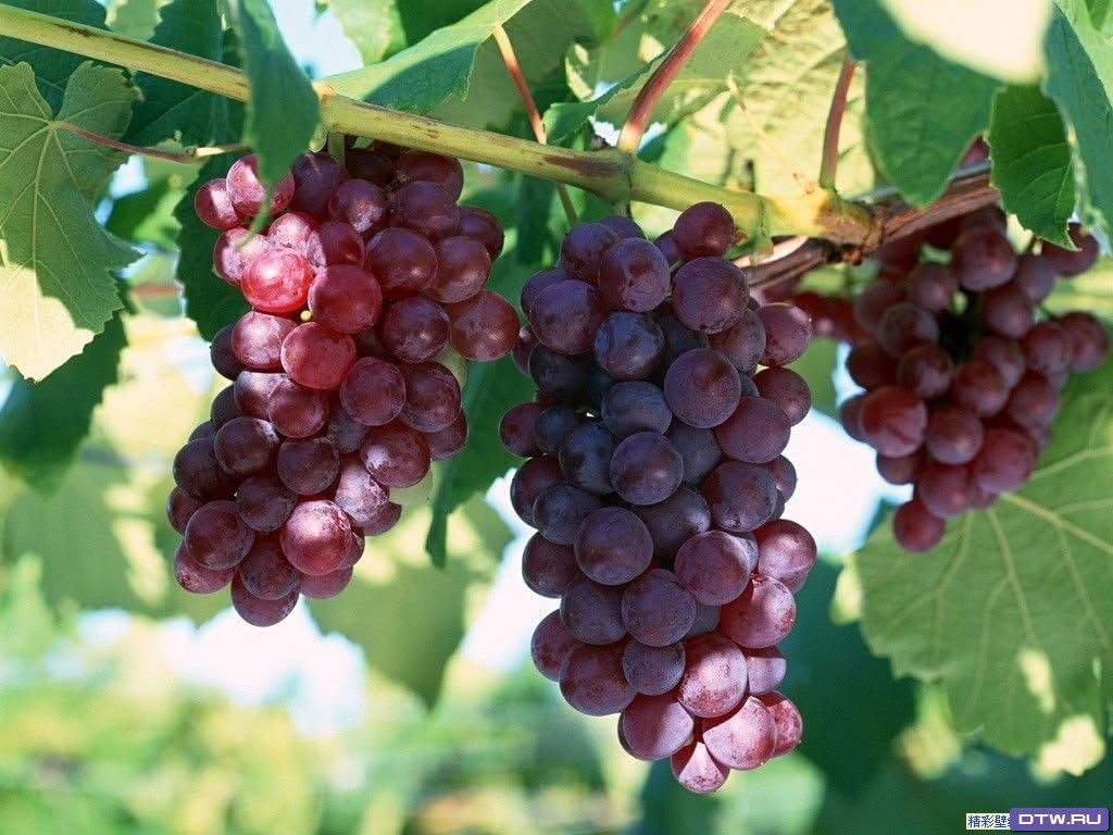Vitis Vinifera RUBY SEEDLESS GRAPE 5 Gallon, CUTTING