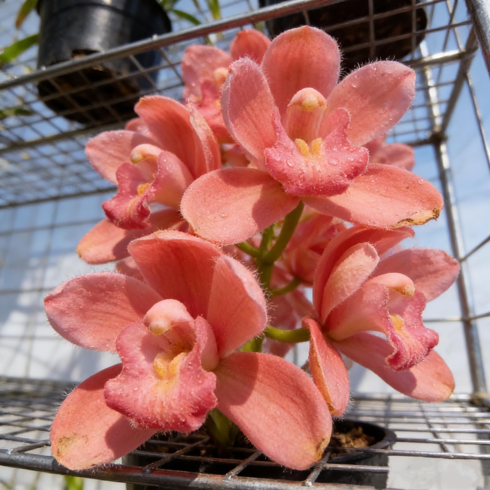 Perennial Cymbidium Orchid Bulbs, Hardy, Professional for Beautiful Garden Displays-8 Bulbs-E