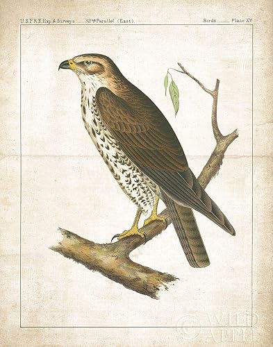 Miniatura 1 de Posterazzi PDX28336SMALL The Lookout II Wild Apple Portfolio - Póster impreso, 18 x 24, multicolor