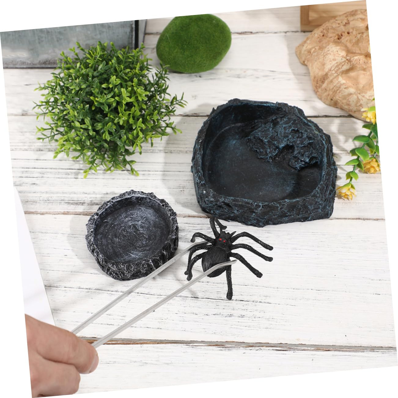 1set Ciotole per Rettili con Pinzette Ciotola per Cibo Drago Barbuto e Abbeveratoio per Tartarughe Accessori per Terrario e Bowls