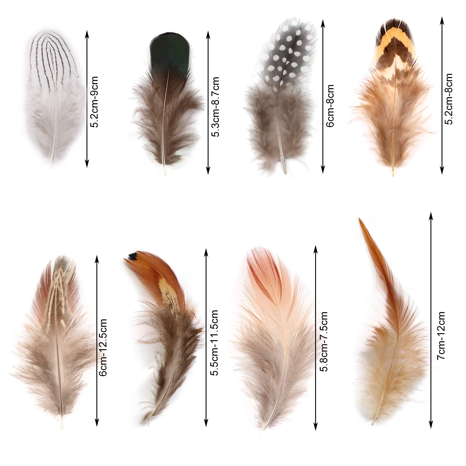 Types Of Bird Feathers Chart