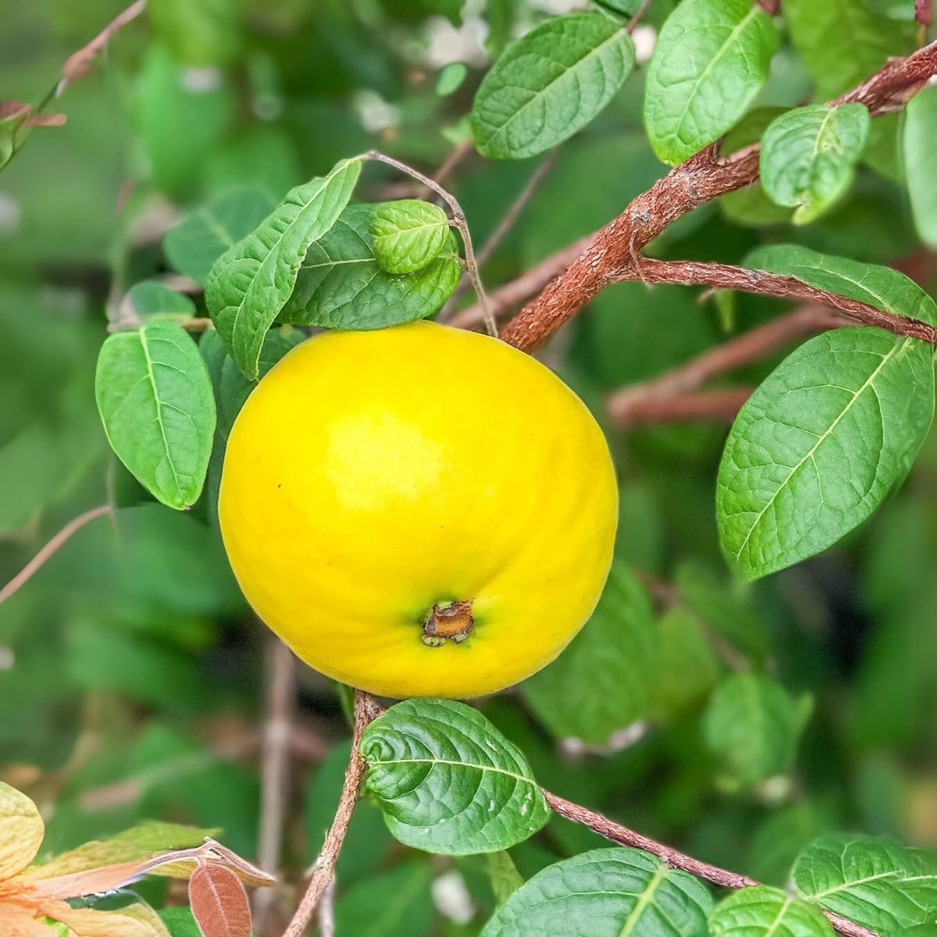 M-Tech Gardens Araza Boi Fruit Plant (Eugenia stipitata, Hybrid) Exotic 1 Live Fruit Plant (B0D7ZTQVM4) Amazon Price History, Amazon Price Tracker