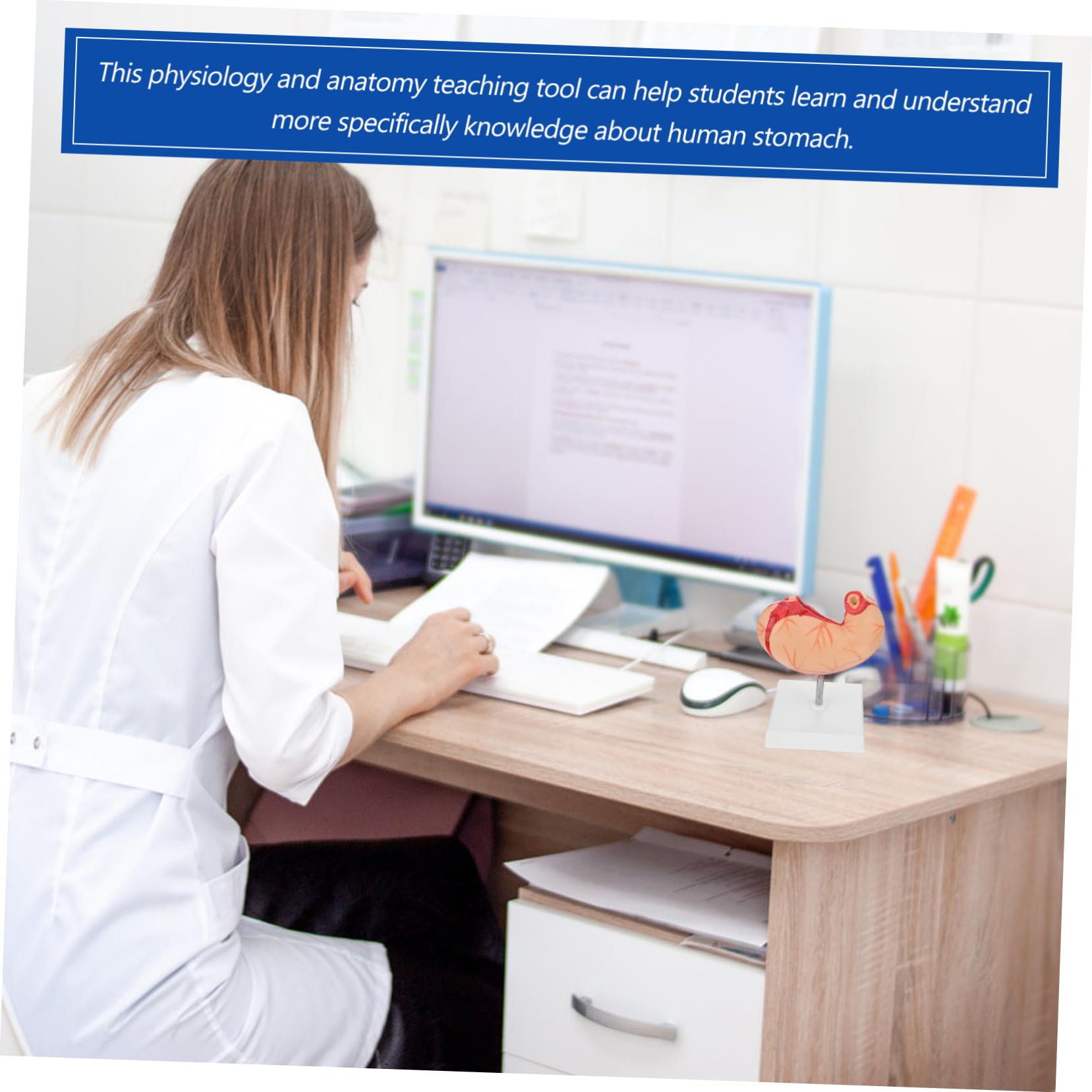 TOPBATHY 1pezzi Modello Anatomico dello Stomaco Umano Sussidio Didattico per Scienze Scolastiche Materiale Educativo Biologicog
