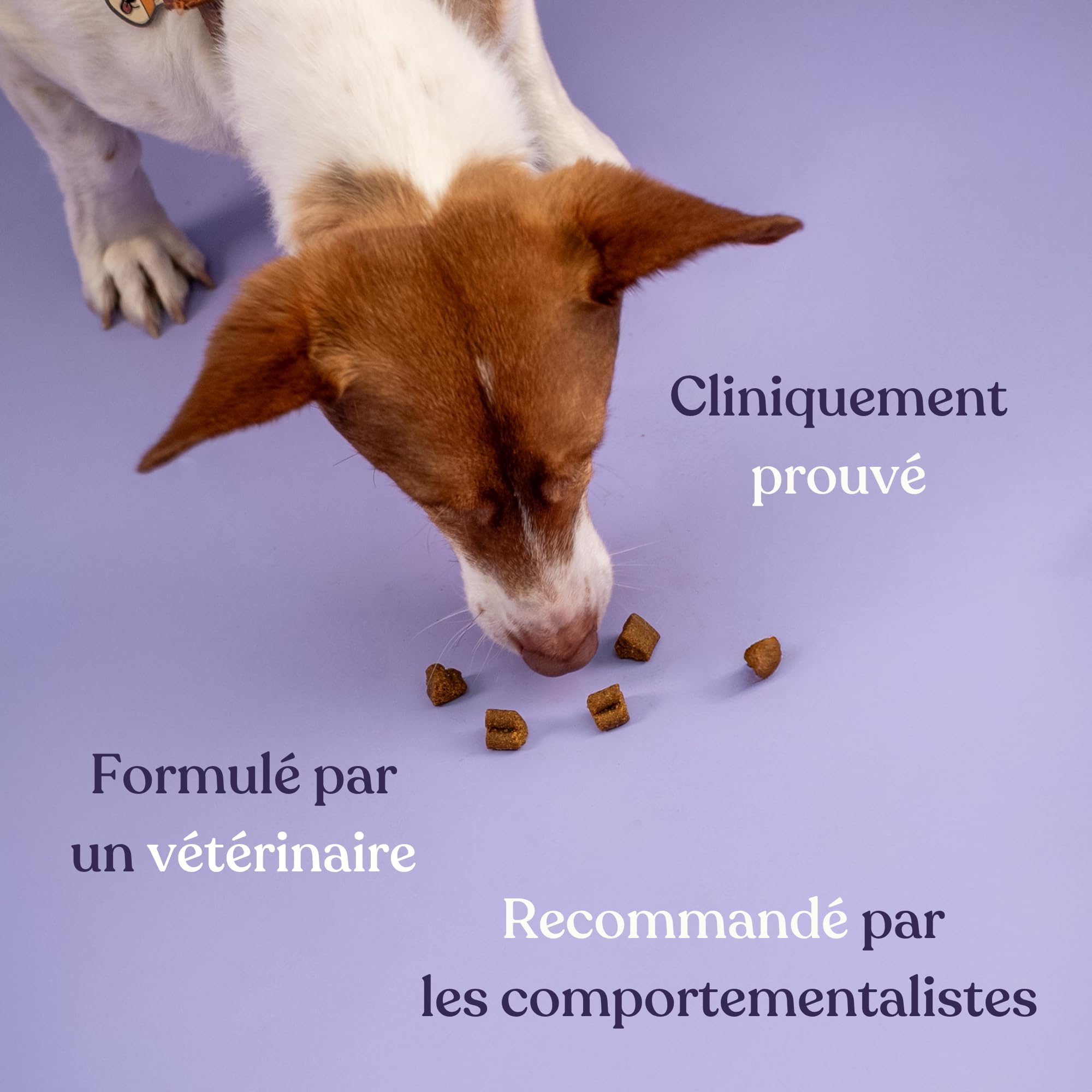 Anti-stress chien - 13 Actifs puissants naturels - Calmant pour chiens stressés, anxieux, réactifs, chiens hyperactifs - 120 compléments apaisants - Complément alimentaire chien - Nouvelle formule