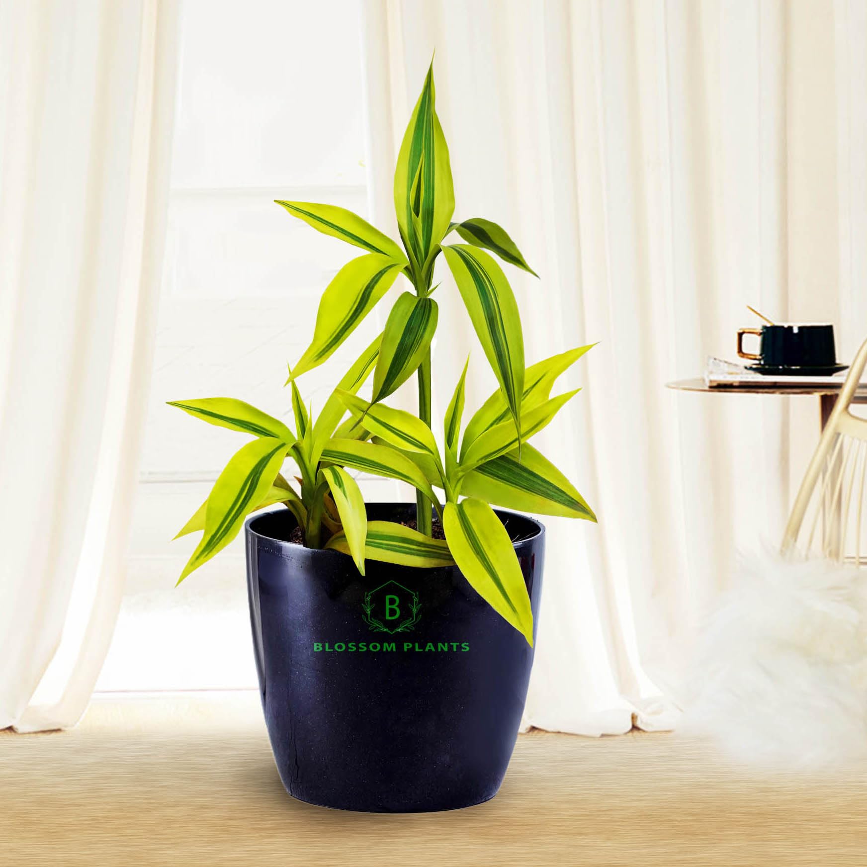 See full amazon price history chart for BLOSSOM Plants Golden Lucky Bamboo (dracaena sanderiana) Live Plants with black Pot, Best for Home, Office & Garden. (Black) BLOSSOM Plants Golden Lucky Bamboo (dracaena sanderiana) Live Plants with black Pot, Best for Home, Office & Garden. (Black) (B0CWS4JQ68) Amazon Price History, Amazon Price Tracker