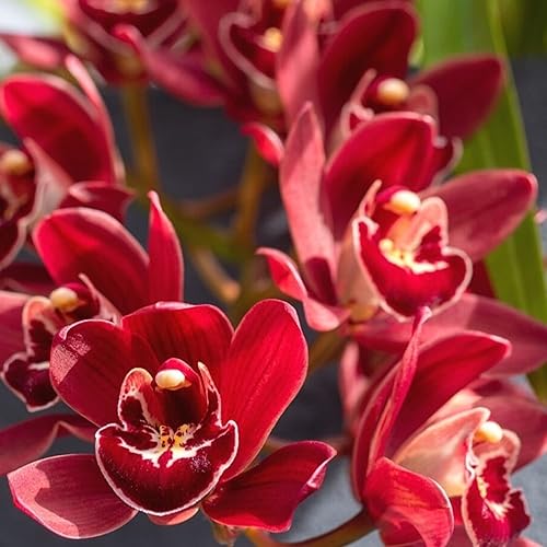 Miniatura 3 de CHUXAY GARDEN Semilla de orquídea Cymbidium roja rara, 100 semillas, planta ornamental, planta de interior, invernadero, plantas de conservatorio,