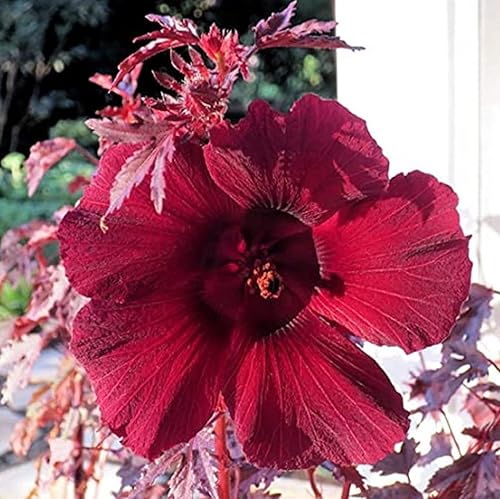 Miniatura 1 de CHUXAY GARDEN 5 semillas de hibisco 'esplendor de caoba', hibisco de hojas rojas, rosela falsa, malva rosa africana, preciosas flores rojas, hierbas