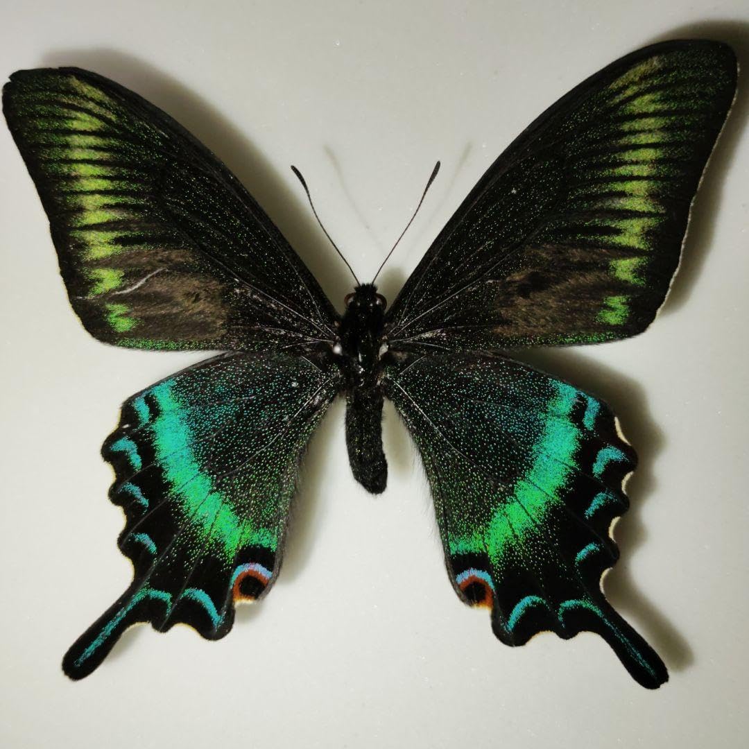 渋いミヤマカラスアゲハ 採集品 <0824z蝶標本> Yahoo