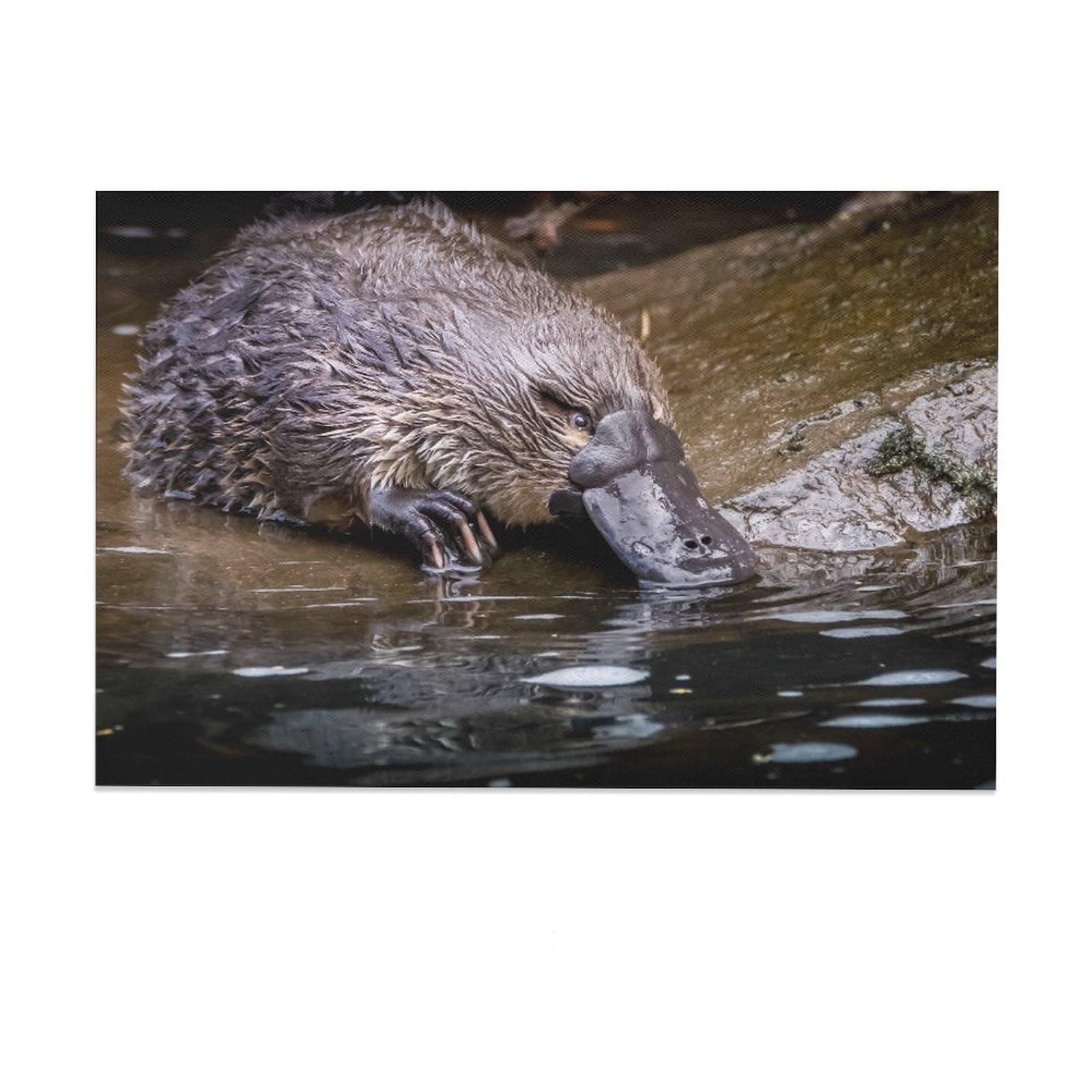 Platypus River Scene Canvas Wall Art Review