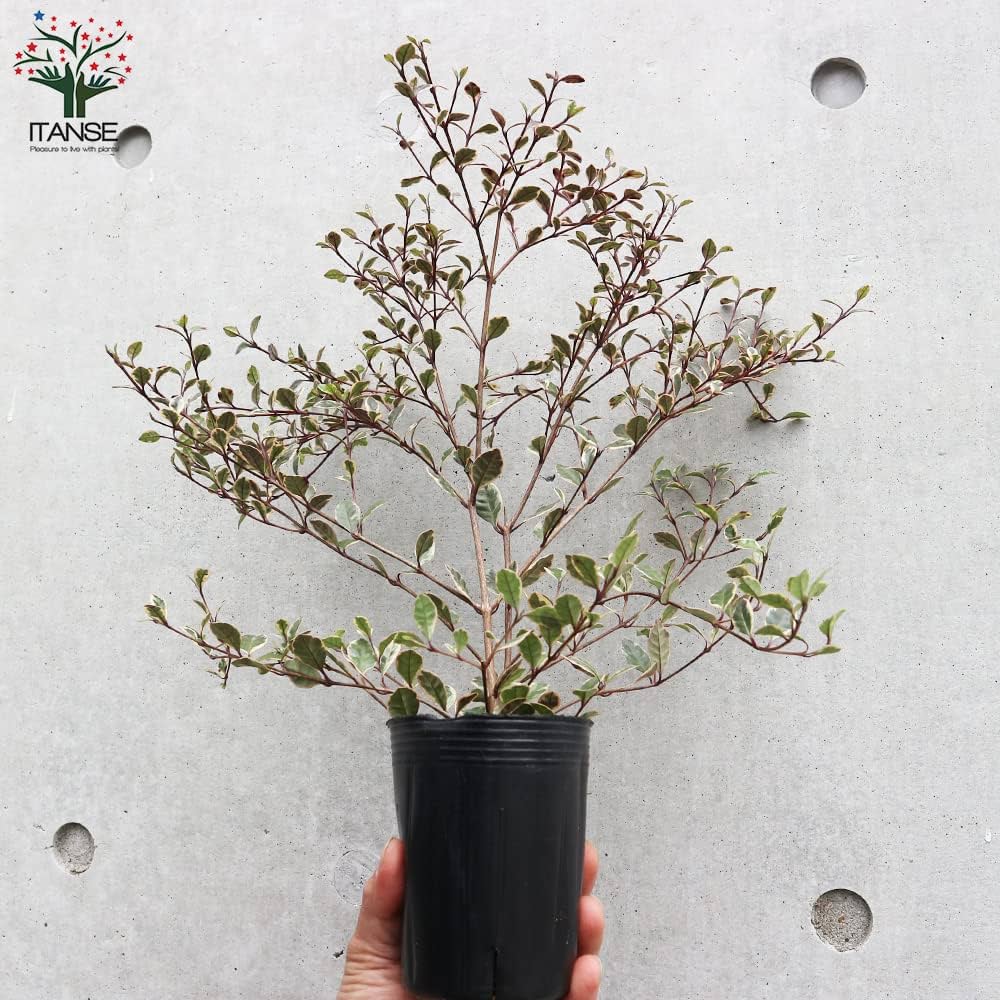 P. Dragon 観葉植物 アロカシア『ピンクドラゴン』希少品種♡観葉植物 アート