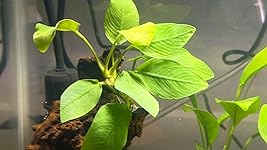 Review Image by Brittany Brittany