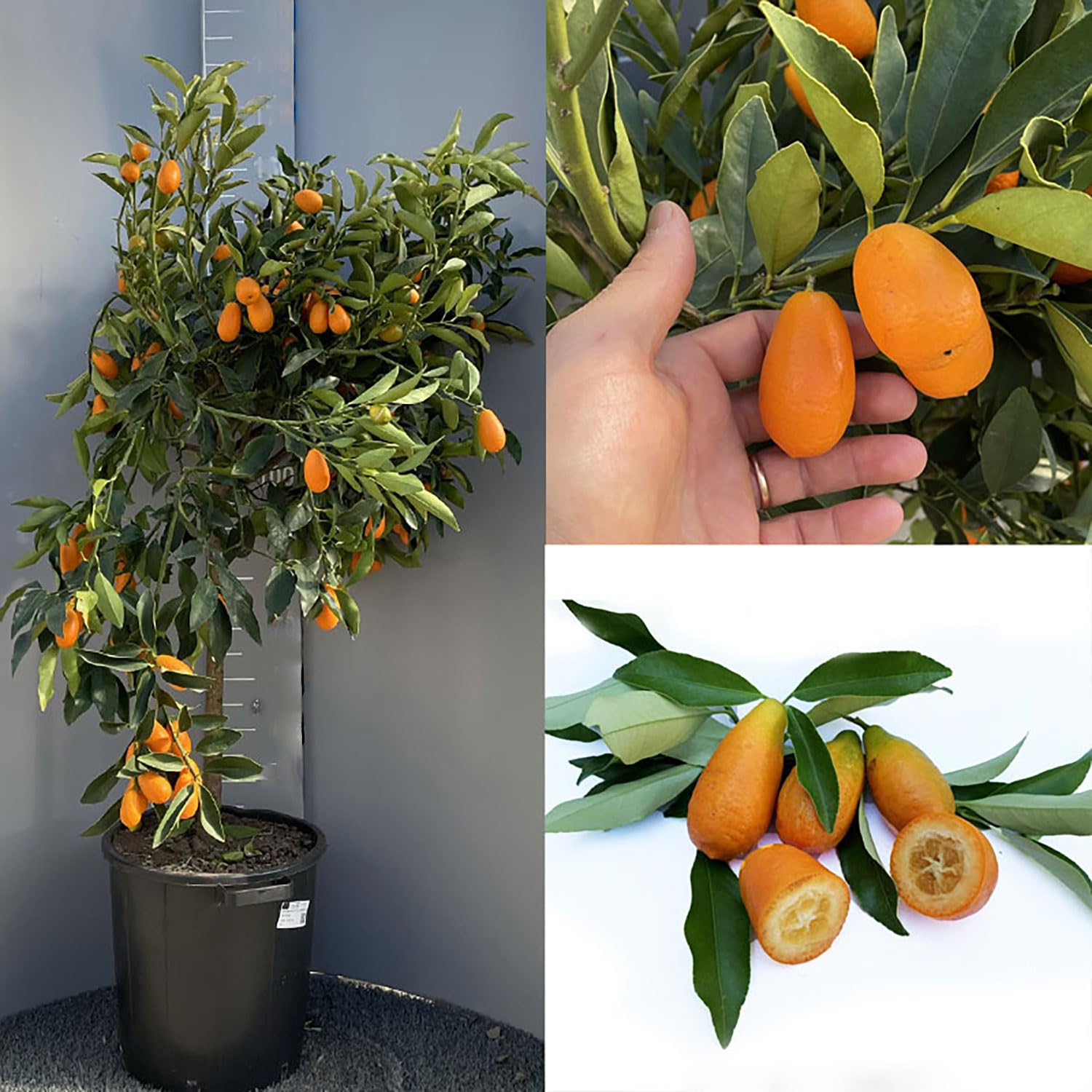 SAVINI VIVAI Pianta di Kumquat Mandarino Cinese Albero di Agrumi Kumquat Gigante in Vaso da 35 cm Altezza 150-180 cm 6-7 Anni di innesto Made Italy