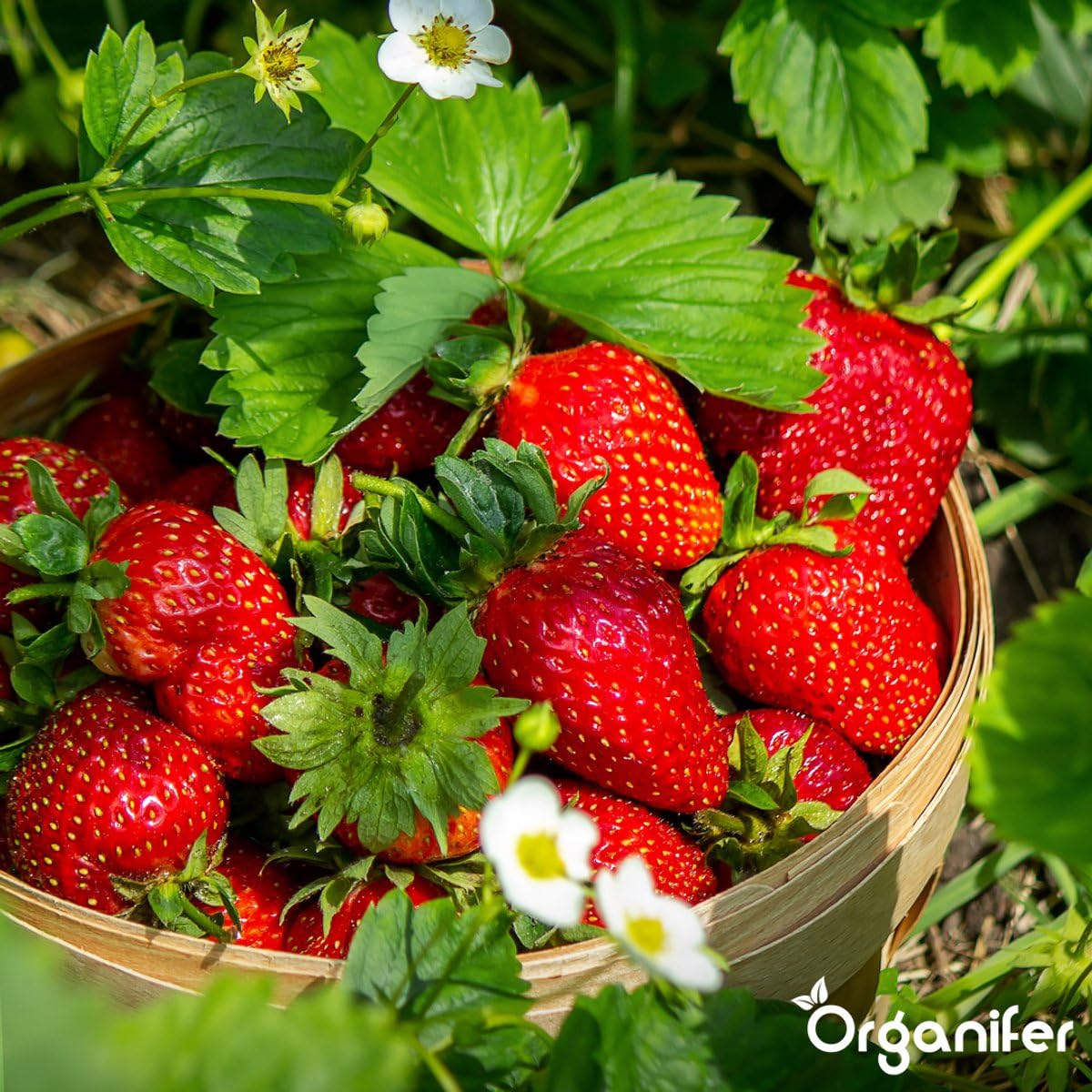 Copeaux De Corne 1-6 Mm - 20 Kg Pour 200 M2 - Engrais Azoté Organique 14% N Pour Légumes, Fruits, Pelouses Et Plantes Ornementales - Nutrition Longue Durée, Amélioration Des Sols - Organifer