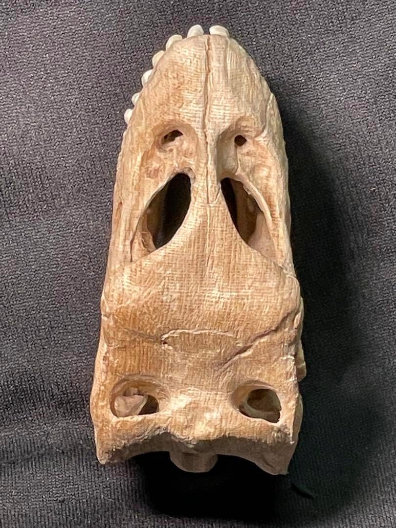 木彫　恐竜　カマラサウルス　頭骨模型　1／10スケール 木彫 恐竜 カマラサウルス 頭骨模型 1／10スケール