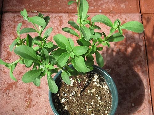 Miniatura 5 de 1107-Stevia, Hierba (Stevia rebaudiana) Semillas por Robsrareandgiantseeds UPC0764425787020 Sin OMG, orgánico, cultivador estadounidense,