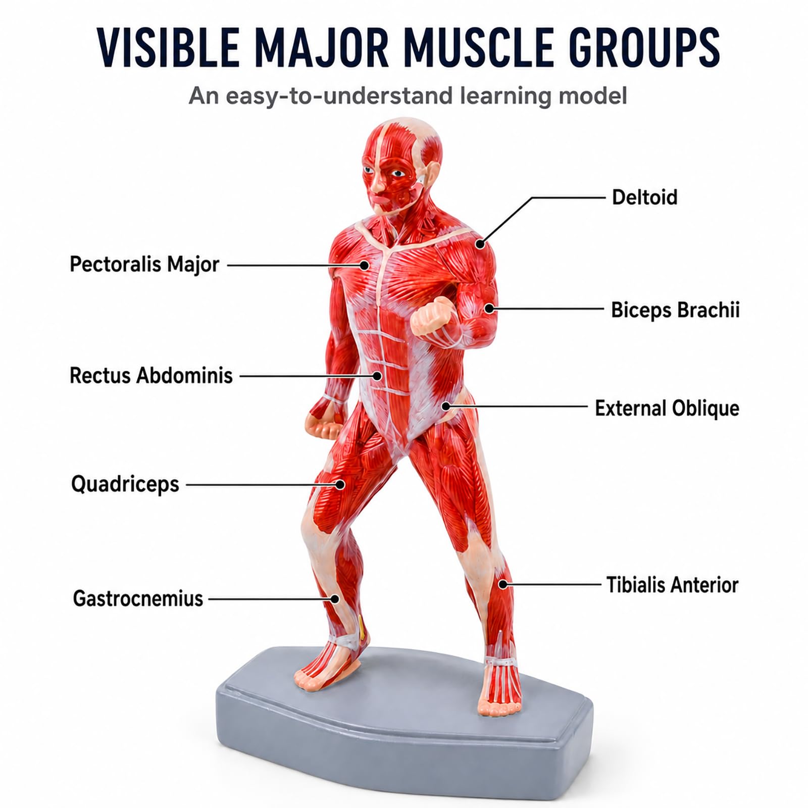 Modello completo struttura muscolare anatomia del corpo