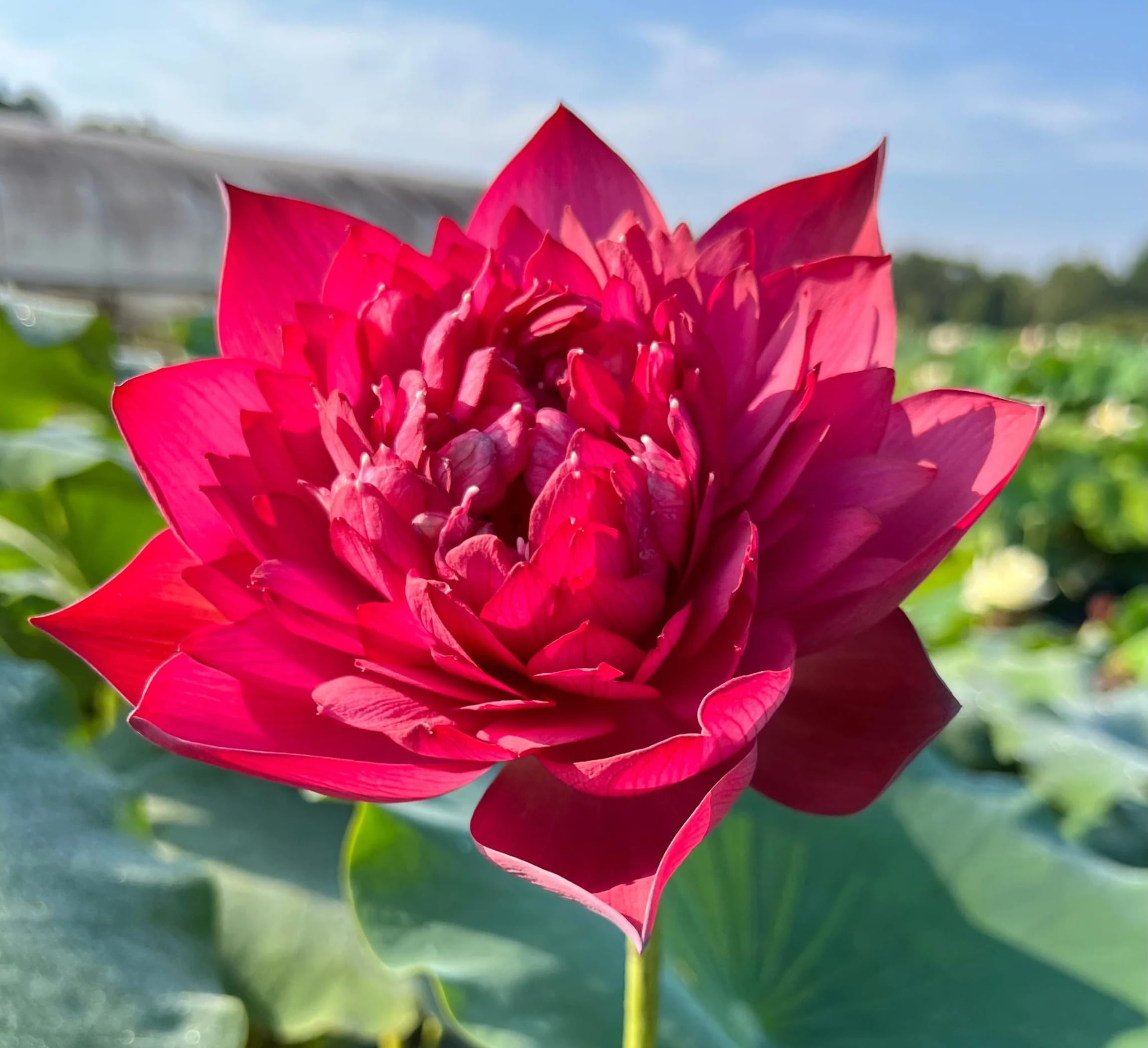 Rare Original Twelve Month Red Lotus Tuber – True-to-Colour Hybrid Live Plant for Pond, Tub & Terrace | Deep Red | Full Sun-image-47