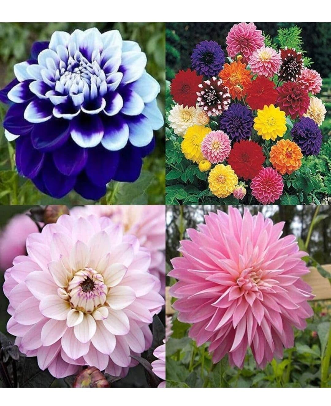 Mixed Color Dahlia Flower Bulbs, Assorted Dahlia Planting Tubers for Home Garden, Decorative Seasonal Blooming Flowers, Outdoor Garden Bulbs for Balcony Terrace Pots and Landscape-image-17