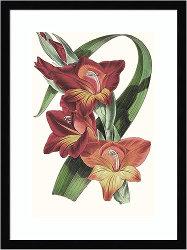 Amanti Art Framed Wall Art Print 21x16 Tropicals II by Jennifer Paxton Parker, Flowers Wall Art, Vintage Decor, Small Poster Painting Artwork for