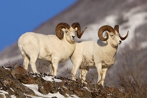 Posterazzi Póster de dos ovejas Ram Dall en Windy Point Area Southcentral Alaska, (17 x 11)