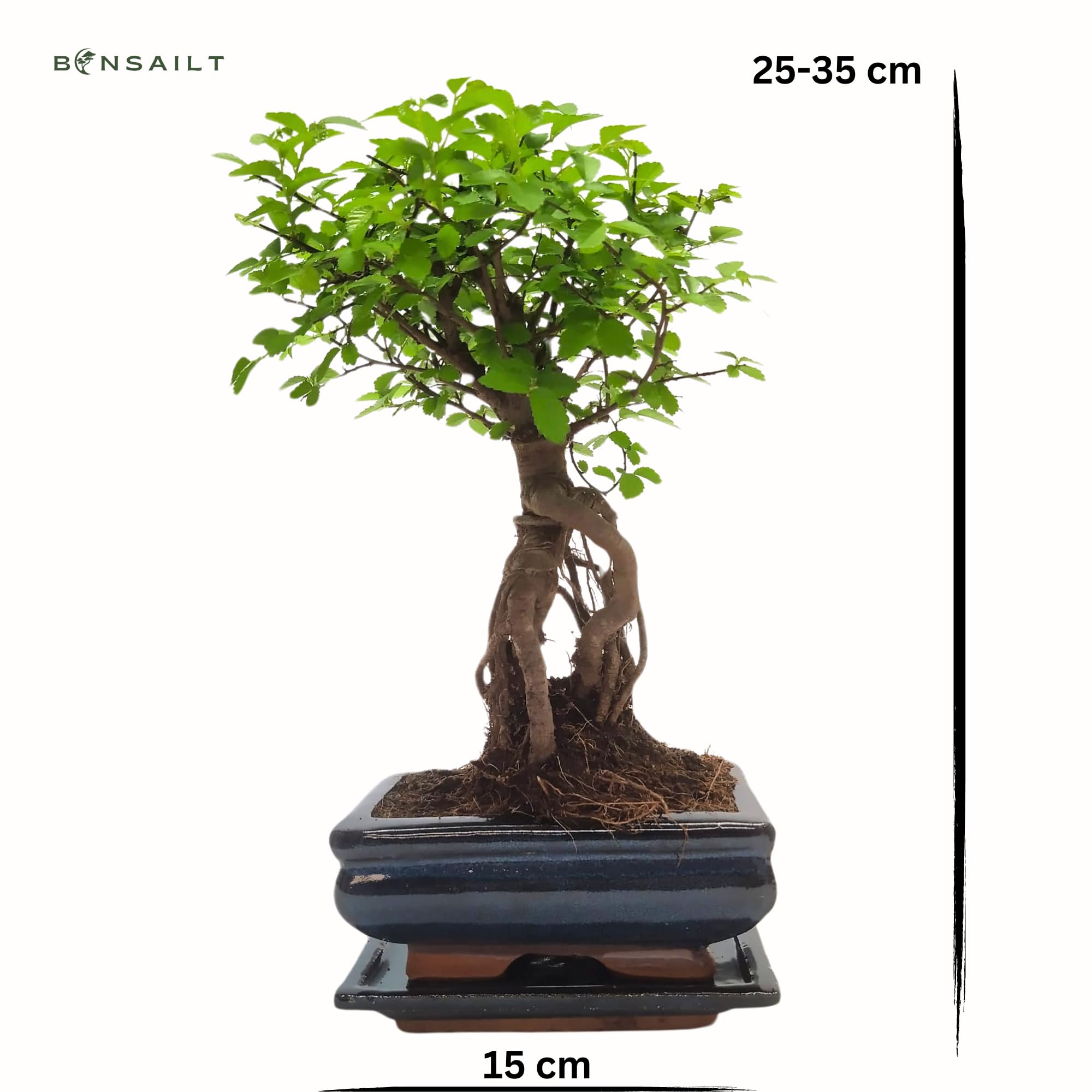 Bonsai Baum mit Keramik Blumentopf - Ulmen-Bonsai - ca. 6 Jahre (15cm Schale)