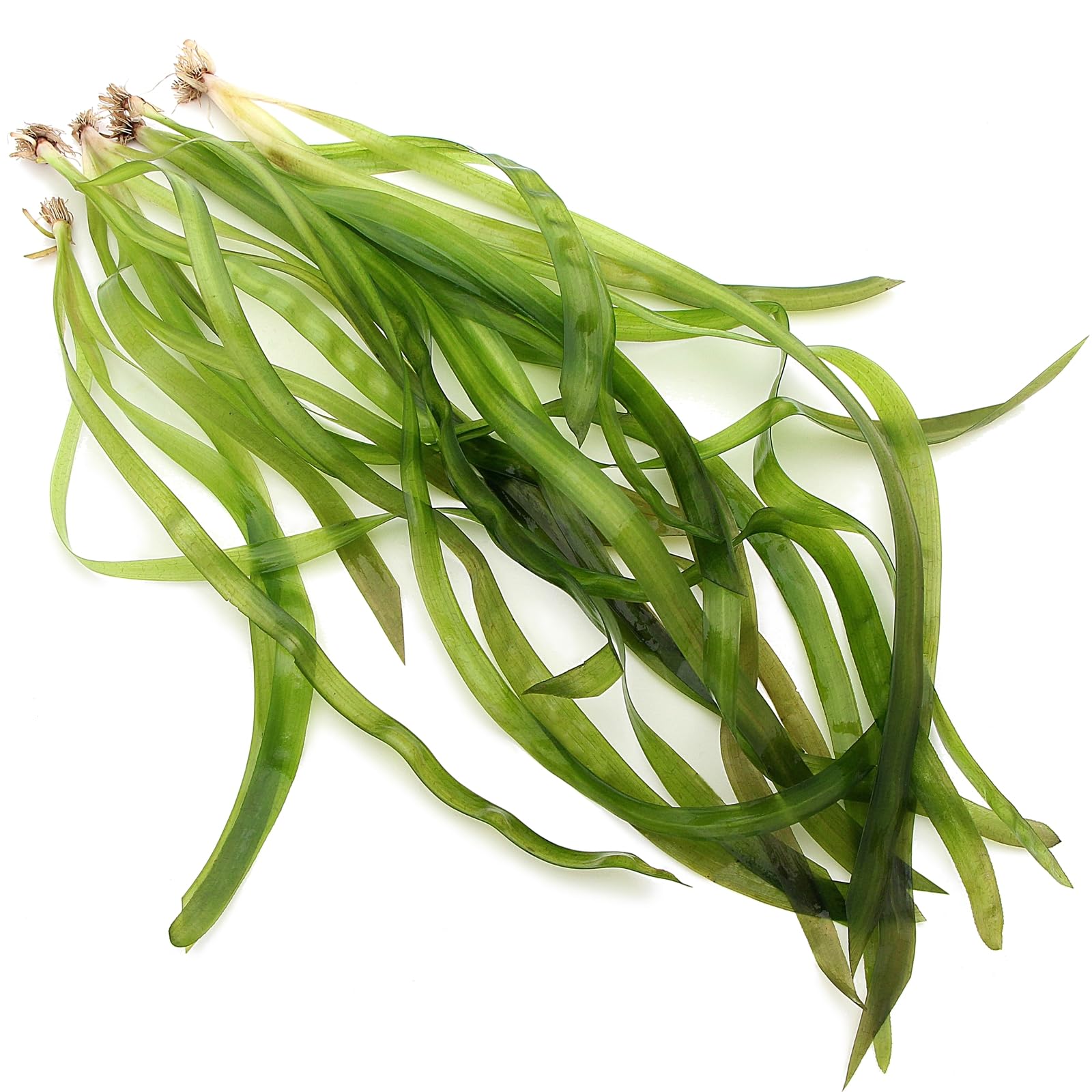 K2AQUA 5 X Vallisneria Gigantea Rubra Live Aquarium Plants Giant Vallis Ideal for Freshwater Tropical Aquascape Tank Natural Background Decoration