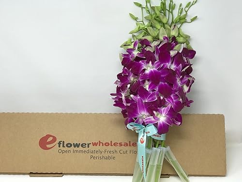 Miniatura 21 de Flores frescas recién cortadas, orquídeas Dendrobium púrpuras con jarrón Morado con un toque de blanco