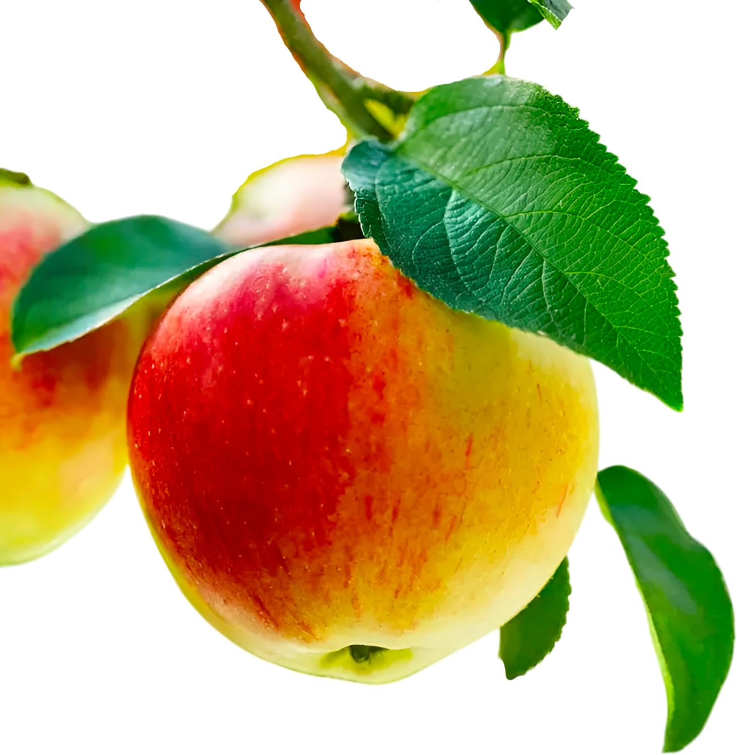 Gala Apple Tree, Live Fruit Tree for Home Garden, Hardy Perennial Flowering Plant, Fresh Fruit Growing (7 Gallon/Bareroot/Single Plant)