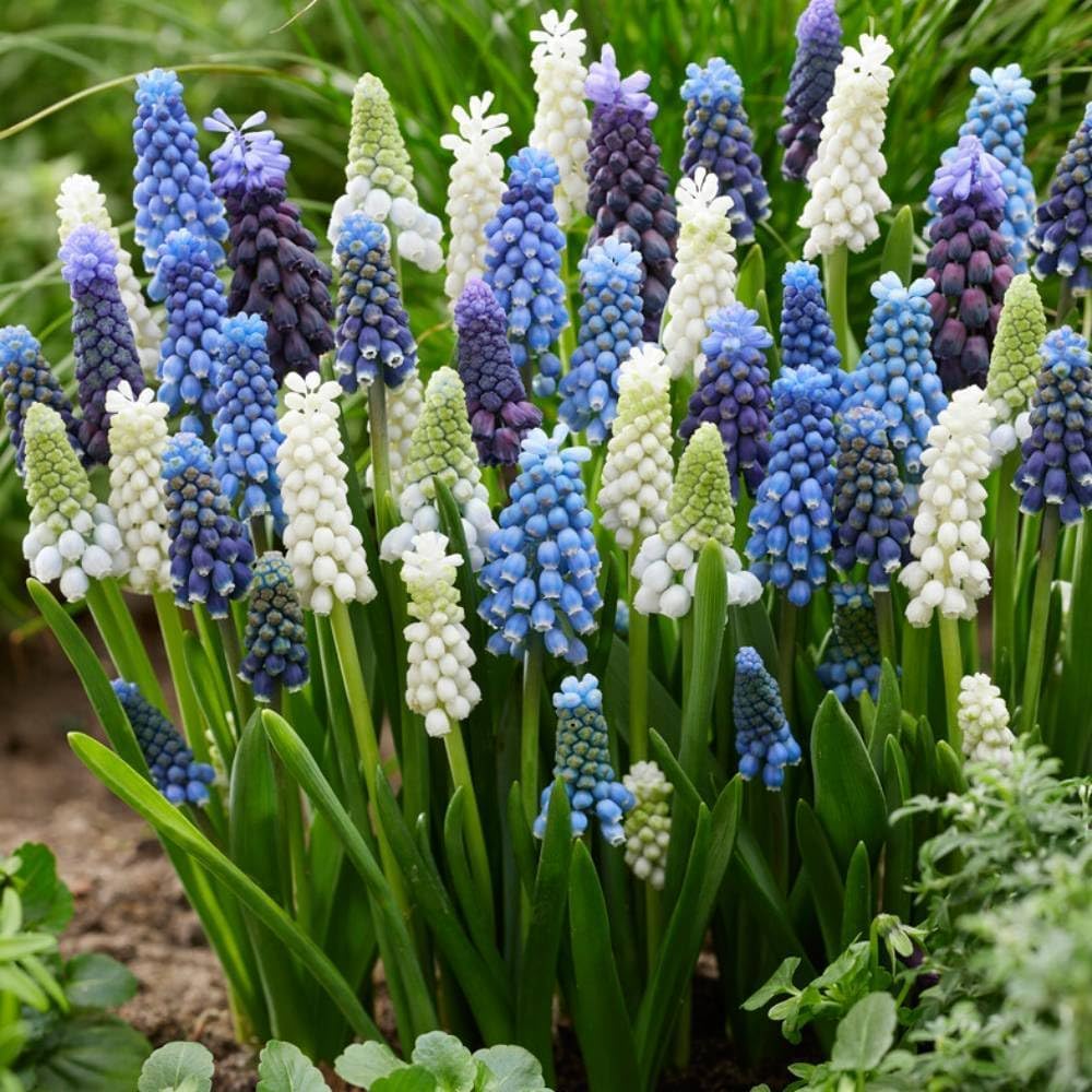 Mélange Économique de Muscari - Muscari | 100 Bulbes Fleurs à Planter Exterieur, Plantes Vivaces Exterieur, Rustique, Naturelle Plantes Hollande (gros, pas graines)
