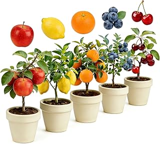 Mix Dwarf Bonsai Fruit Tree Seeds for Planting, 40+ Apples Tree,40+ Lemo...