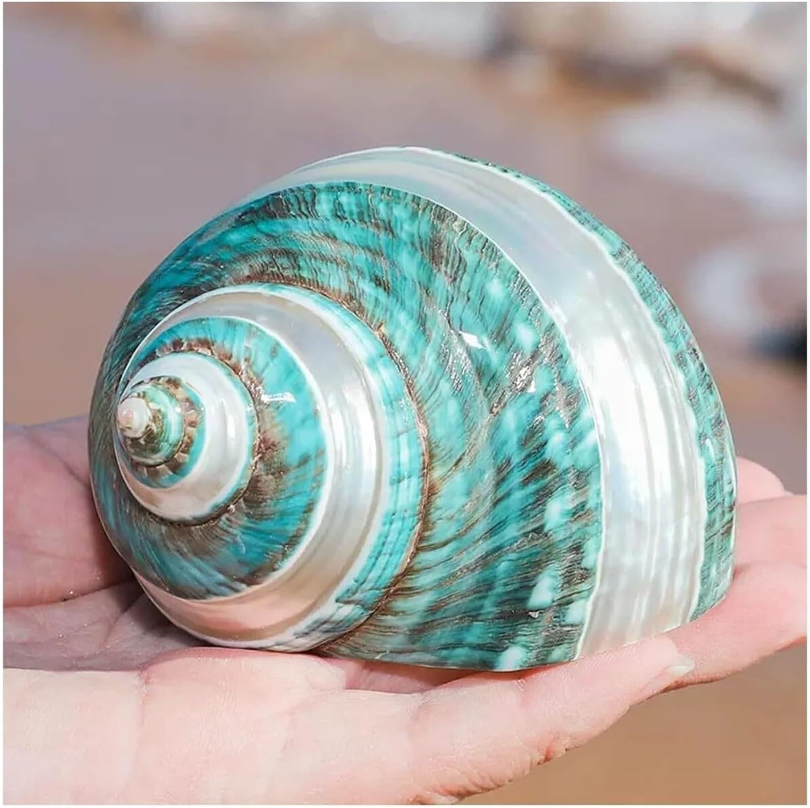 Muscheln, Strandmuscheln, natürliche Muschelschale, Muschel-Einsiedlerkrebs-Muscheln, große mittelgroße Turbo-Muschel, Meeresmuschel (8–9 cm)(8~9cm)