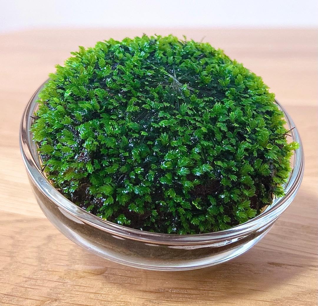 希少 ベルベットモス 6? ADA Dooa 侘び草 モス 水草 モス 60mm