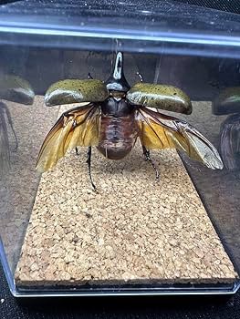 Amazon.co.jp: ヘラクレスオオカブト 標本 2 : おもちゃ