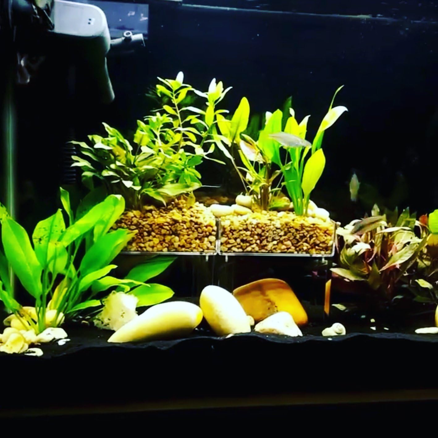 Eco Level (Corner Aquarium/Terrarium Shelf System, Reptile/Turtle Dock. 40 Gallon and up.