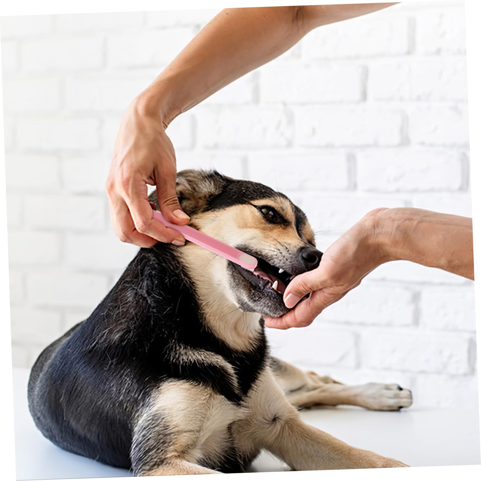 Supvox 15stücke Teiliges Für Zahnpflege Von Haustieren Weiche Bürsten Mit -Kopf Für Hunde Katzen Und Kaninchen Effektive Und Sanfte Mundhygiene Für Empfindliche Tiere