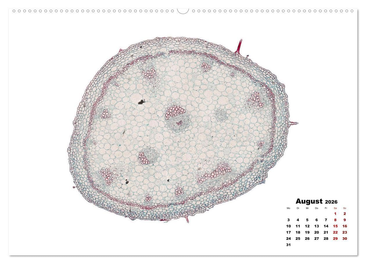 Pflanzen unter dem Mikroskop (Wandkalender 2026 DIN A2 quer), CALVENDO Monatskalender: Eindrucksvolle biologische Aufnahmen - das perfekte Geschenk für einen Gärtner, Floristen, Stundent und Lehrer