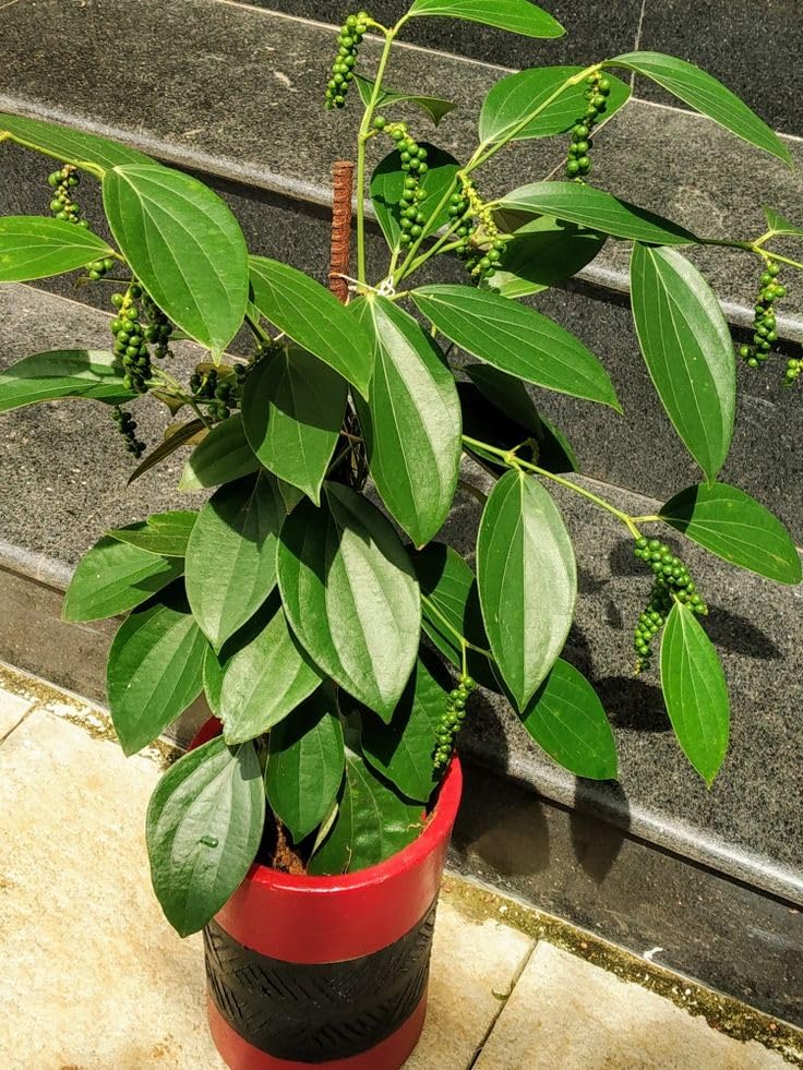 GreenWorld Special & Rare Black Pepper Spice Plant/Golmorich (Air Layered) Hybrid Variety Healthy Live Plant,Fruit After 8 Month (B0CD5ZHVCB) Amazon Price History, Amazon Price Tracker