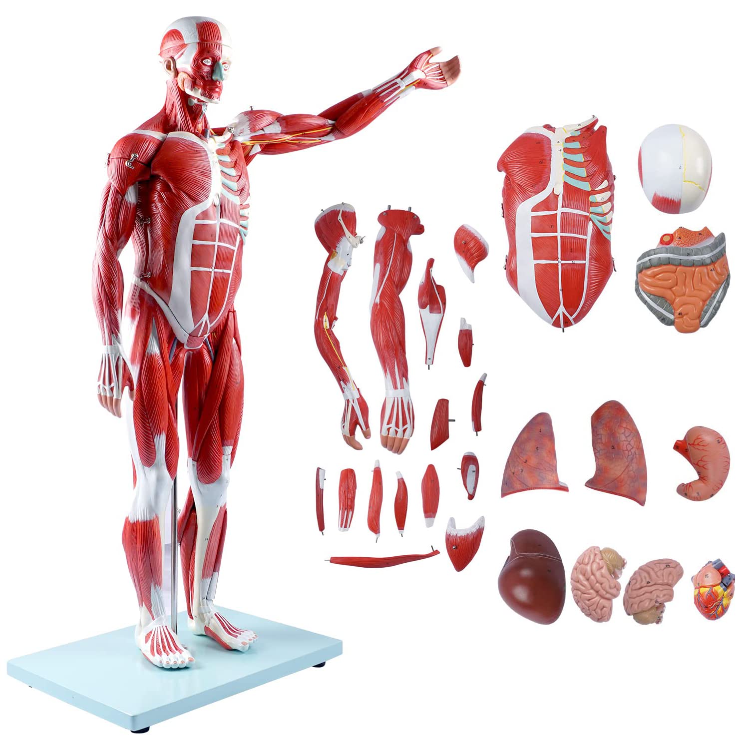 Amazon.co.jp: 1/2 等身大解剖人体筋肉図モデル 人体筋肉と臓器モデル