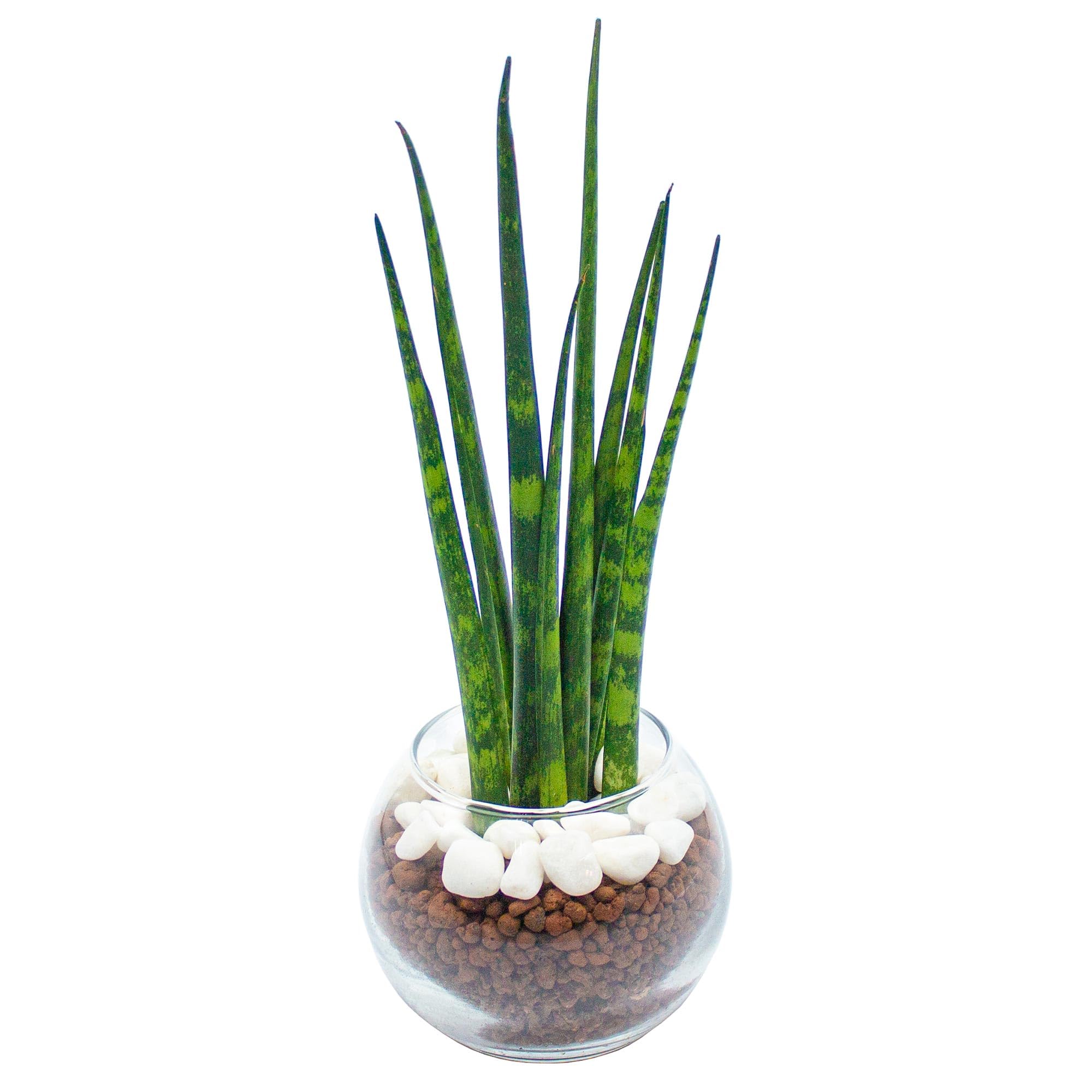 Amazon｜[ miipas ] サンスベリア ハイドロカルチャー 観葉植物 本物